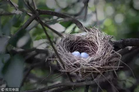 避免鳥築巢|鳥害防治！如何防止鳥築巢？友善驅鳥、防鳥方法推薦。